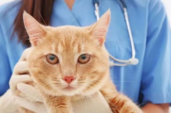 宠物猫医院,专业护理与医疗服务全方位解析