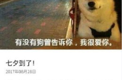 七夕搞笑段子,趣味横生的搞笑段子集锦