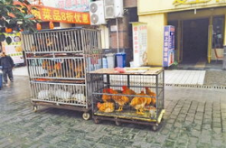 鸡笼街网红,网红打卡地，探寻老街新风尚