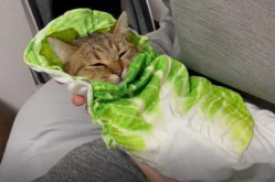 网红防猫,轻松应对猫咪的“入侵”